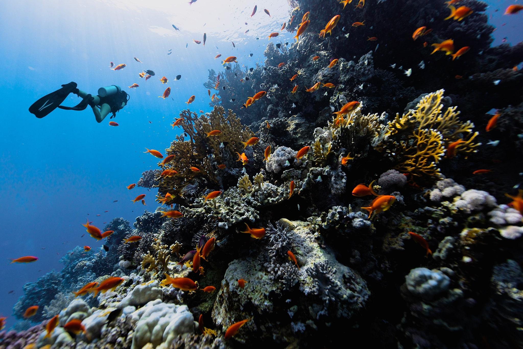 Snorkeler above submerged columns at the Sunken City reef off Sahl Hasheesh pier