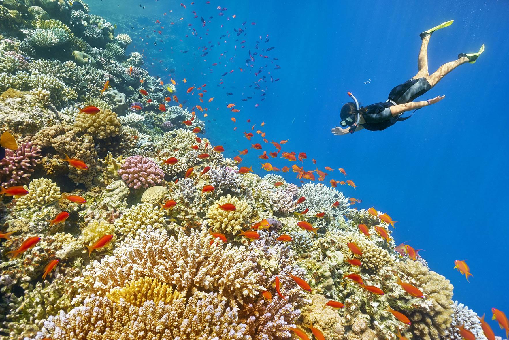 Vibrant Red Sea coral reef with a large gorgonian fan coral, pink soft corals, and orange anthias fish in clear blue water