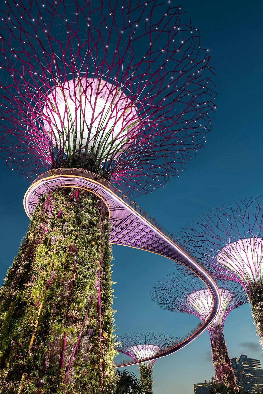 Illuminated Supertrees at Gardens by the Bay Singapore glowing pink and white at dusk with the OCBC Skyway bridge