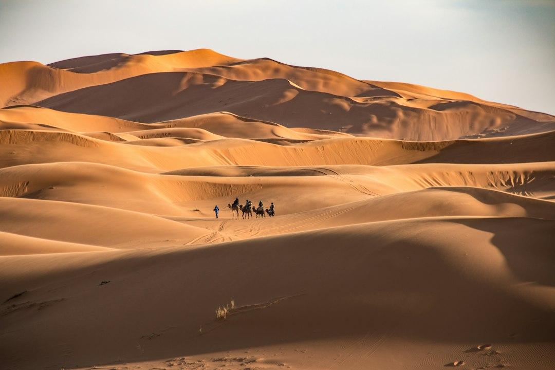 Camel caravan crossing golden sand dunes of Erg Chebbi in Morocco's Sahara Desert at warm sunset light