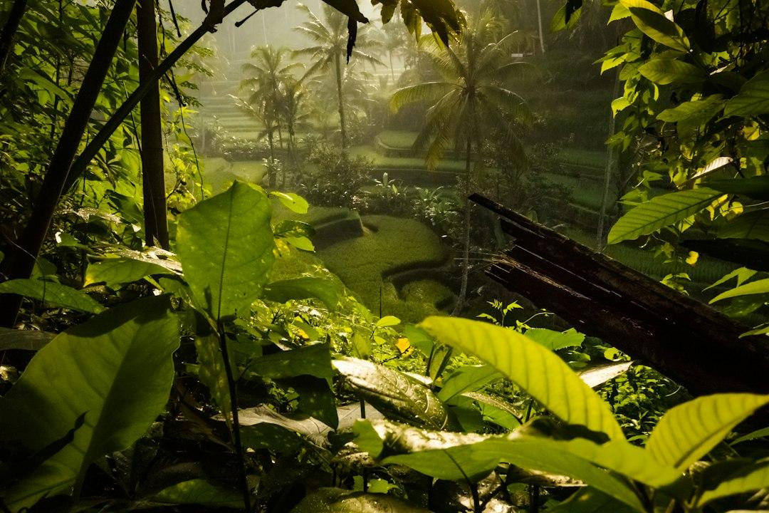 Lush tropical jungle foliage overlooking misty Balinese rice terraces and palm trees in Ubud