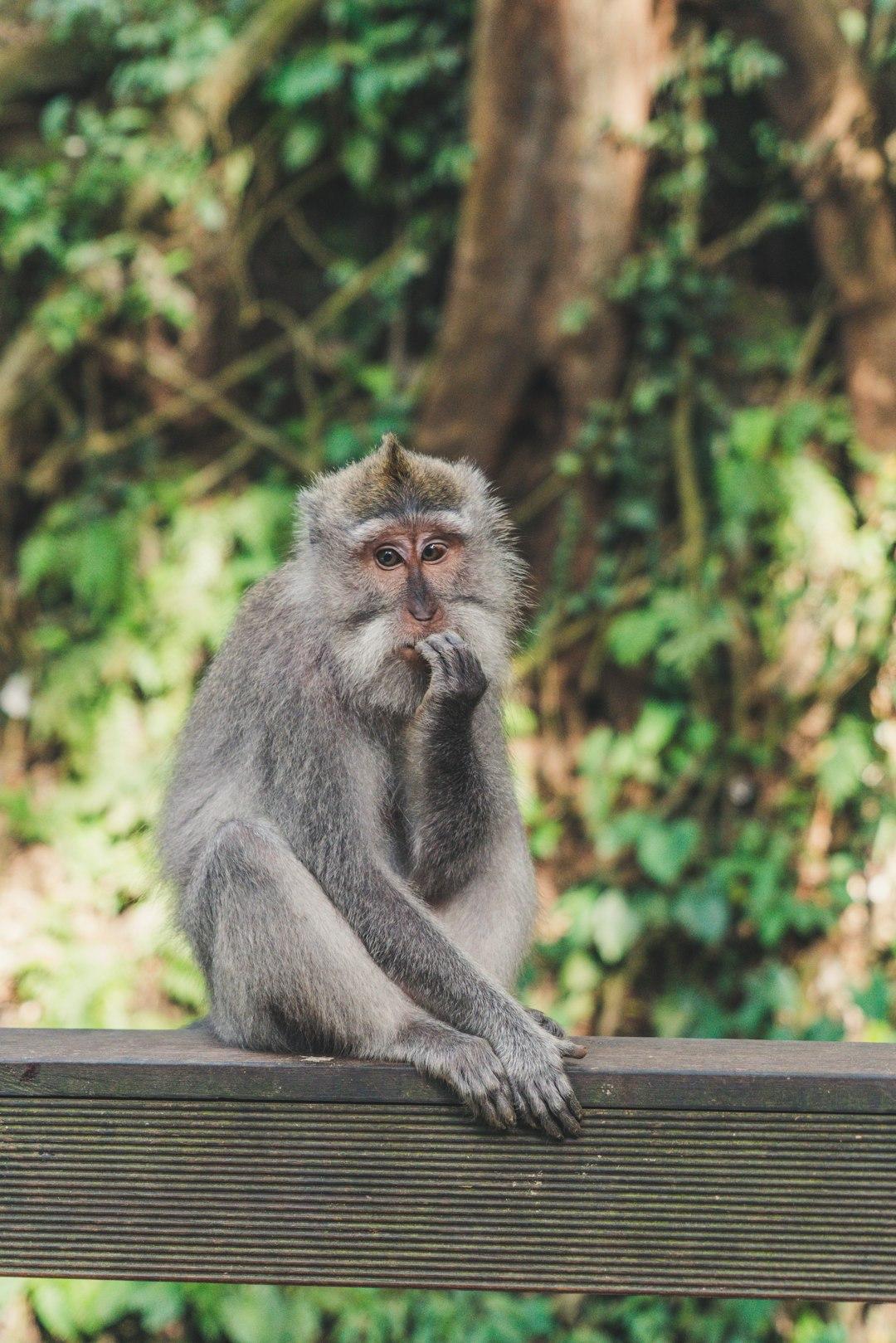 Long-tailed macaque sitting on a wooden railing with hand raised to mouth, surrounded by lush Ubud Monkey Forest greenery