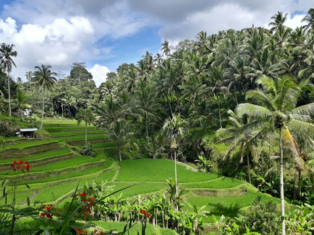 Lush green Tegallalang rice terraces stepping down a valley, surrounded by tall coconut palms under a cloudy sky, Bali