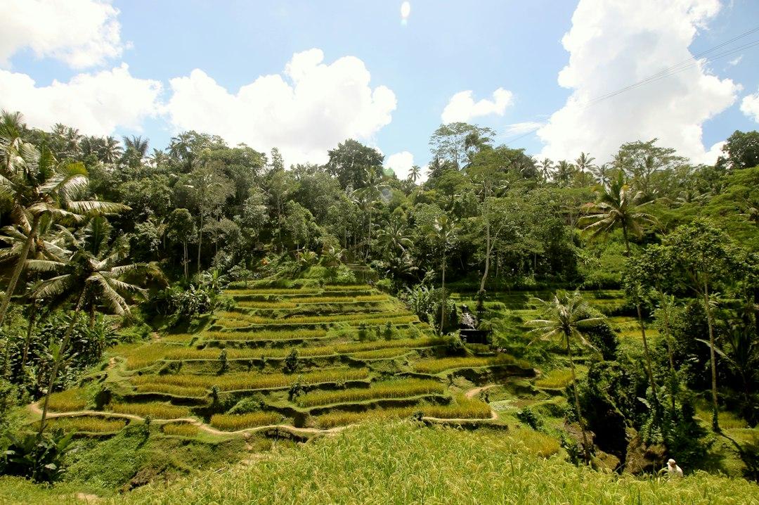 Lush green rice terraces at Tegallalang cascading down a hillside surrounded by tropical jungle, Bali