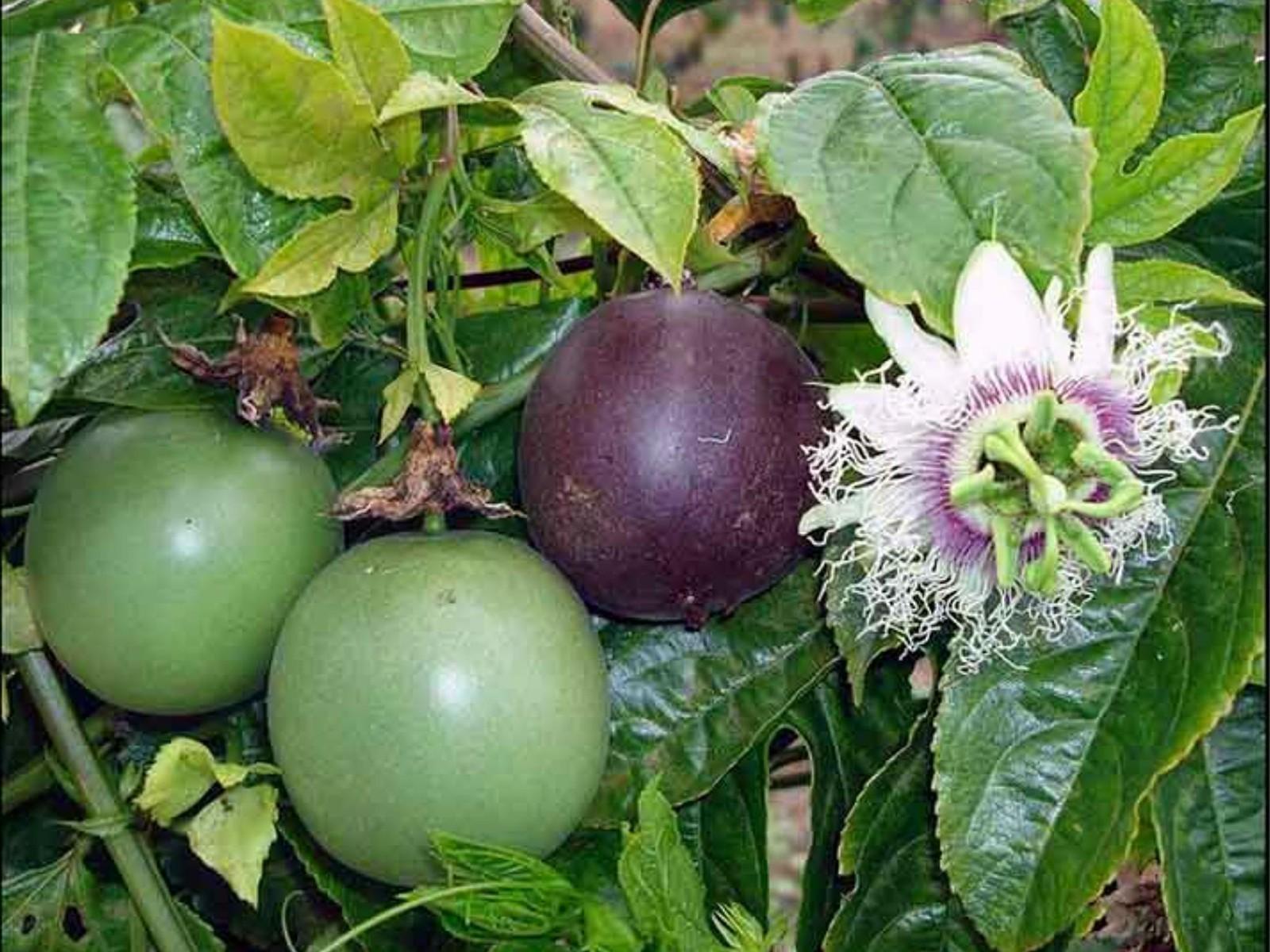 Hand holding a halved red dragon fruit with vivid magenta flesh and black seeds against a dark green background
