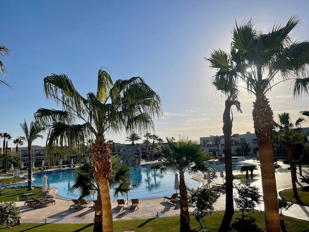 Luxury resort pool in Sharm El Sheikh surrounded by palm trees, sun loungers, and white umbrellas under a clear blue sky