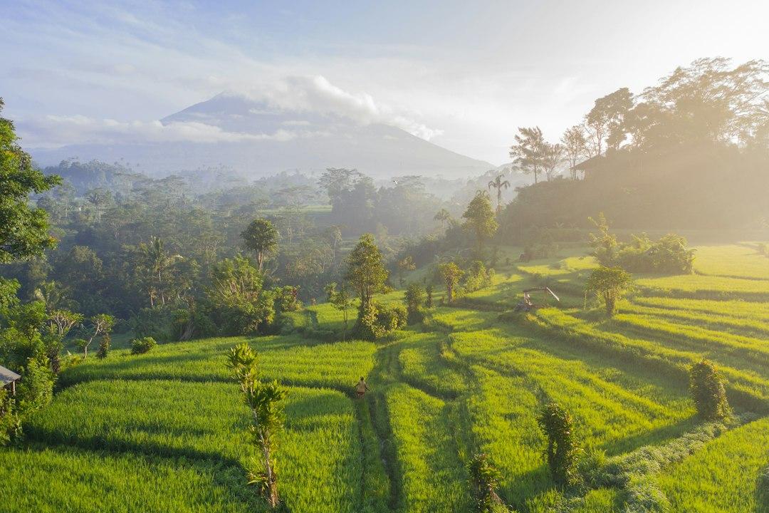 Lush green rice terraces in Ubud, Bali, with a misty volcanic mountain and tropical trees at sunrise