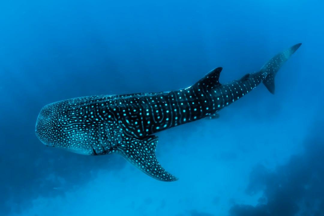 Large whale shark with blue-white spots and stripes gliding through deep blue ocean waters near Dhigurah, South Ari Atoll