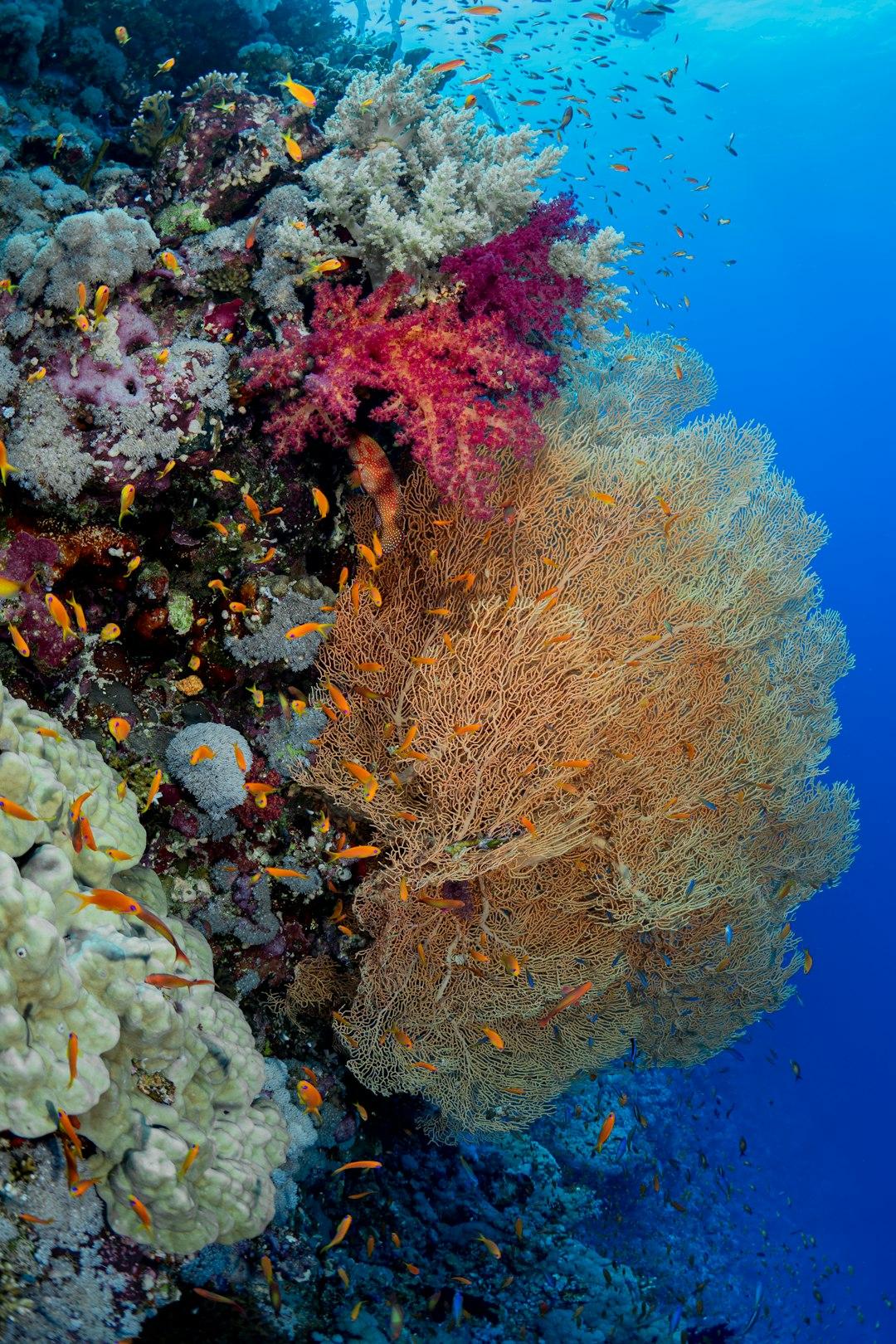 Vibrant Red Sea coral reef with a large gorgonian fan coral, pink soft corals, and orange anthias fish in clear blue water