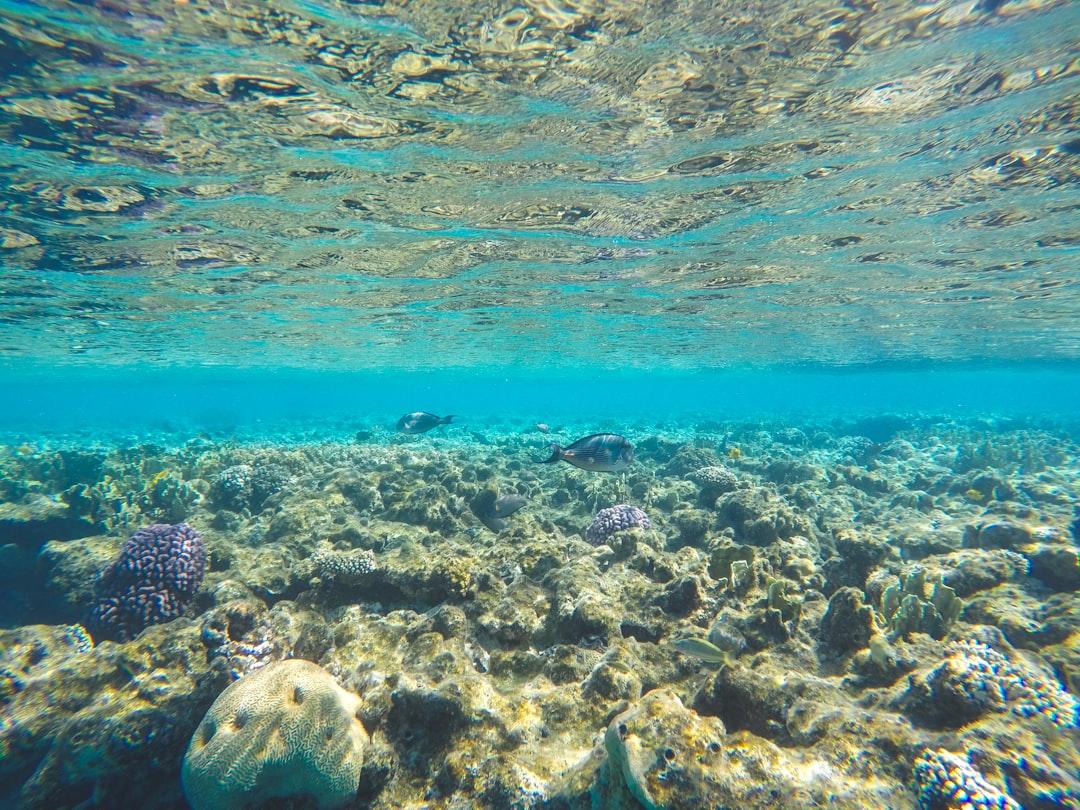 Underwater view of a shallow coral reef in Sharm el-Sheikh with two fish swimming above rocky corals in clear turquoise water