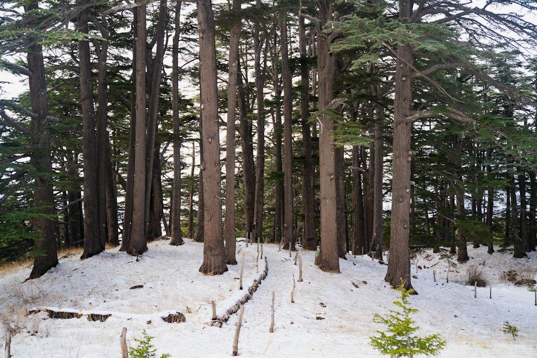 Ancient Lebanese cedar trees standing tall on a snow-covered hillside in the Cedars of God forest, Bsharri