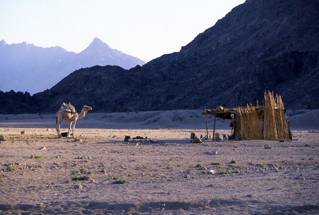 Saddled camel standing near a reed shelter in a rocky desert plain with rugged mountains in the background