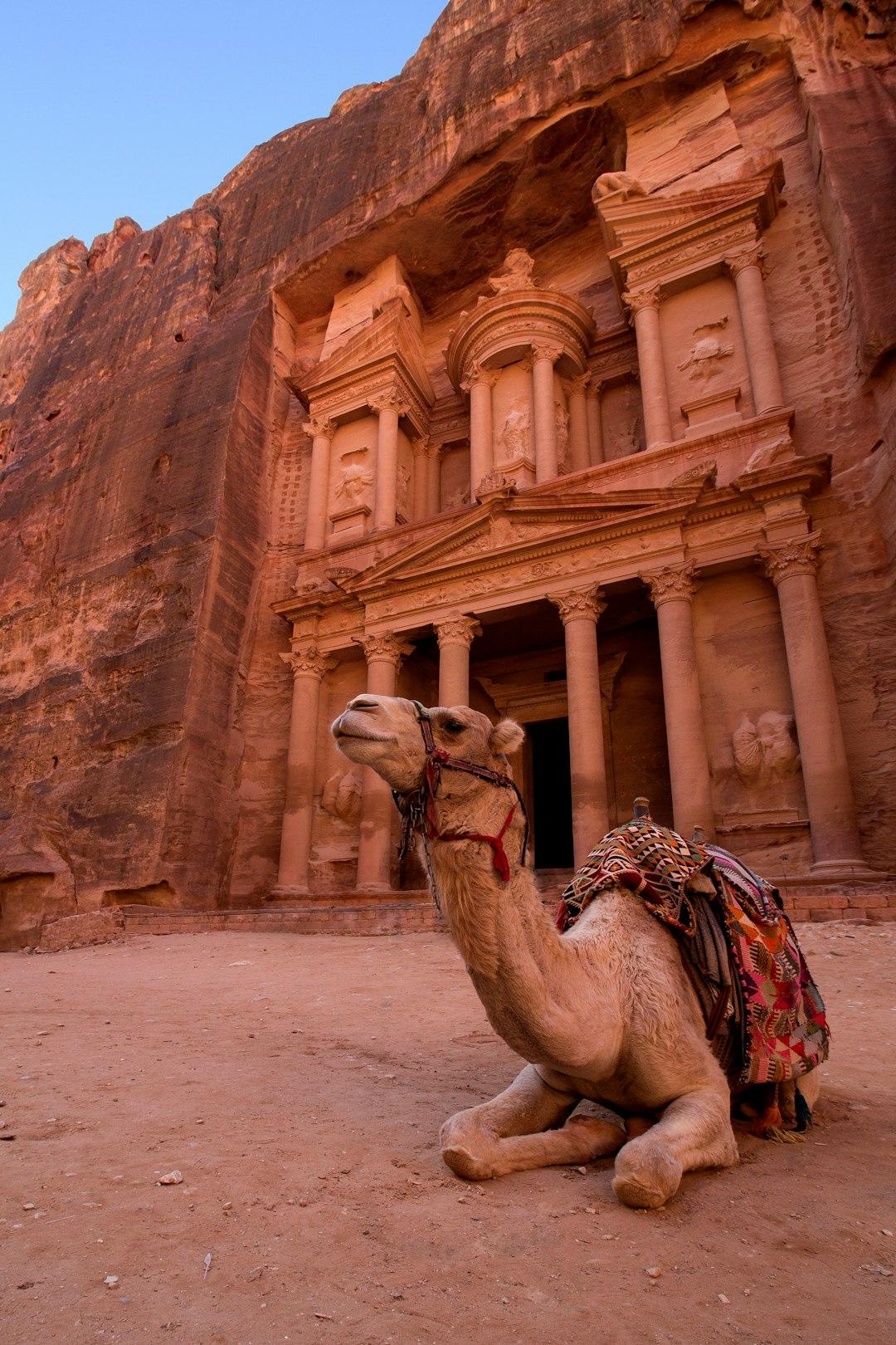 Decorated camel resting on sandy ground before Petra's Treasury facade carved into rose-red sandstone cliffs, Jordan