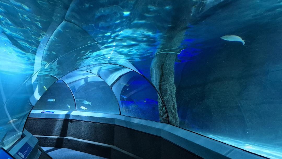 Curved glass underwater tunnel at Hurghada Grand Aquarium with fish swimming overhead in blue-lit water
